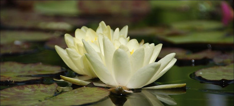 White water lily floating in pond